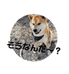 コロコロ ころ太 6 でか文字（個別スタンプ：14）