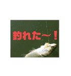 釣り行こうよ！（個別スタンプ：1）