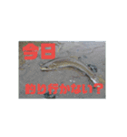 釣り行こうよ！（個別スタンプ：4）