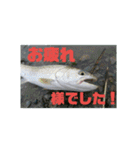 釣り行こうよ！（個別スタンプ：13）