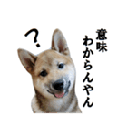 柴犬 紀之介1（個別スタンプ：7）