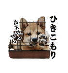 柴犬 紀之介1（個別スタンプ：11）