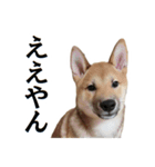 柴犬 紀之介1（個別スタンプ：16）