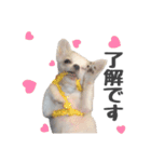 国民の愛犬 おもち（個別スタンプ：1）
