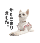 国民の愛犬 おもち（個別スタンプ：3）