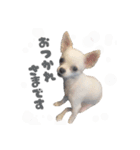 国民の愛犬 おもち（個別スタンプ：4）