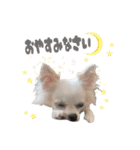 国民の愛犬 おもち（個別スタンプ：6）