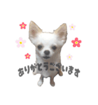国民の愛犬 おもち（個別スタンプ：7）