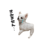国民の愛犬 おもち（個別スタンプ：8）