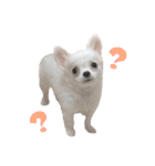 国民の愛犬 おもち（個別スタンプ：10）