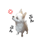 国民の愛犬 おもち（個別スタンプ：11）