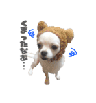 国民の愛犬 おもち（個別スタンプ：12）