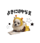 国民の愛犬 おもち（個別スタンプ：13）