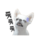 国民の愛犬 おもち（個別スタンプ：15）
