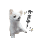 国民の愛犬 おもち（個別スタンプ：16）