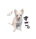 国民の愛犬 おもち（個別スタンプ：17）