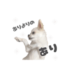 国民の愛犬 おもち（個別スタンプ：18）