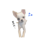 国民の愛犬 おもち（個別スタンプ：19）