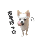 国民の愛犬 おもち（個別スタンプ：20）