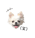 国民の愛犬 おもち（個別スタンプ：21）