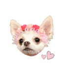 国民の愛犬 おもち（個別スタンプ：23）