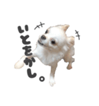 国民の愛犬 おもち（個別スタンプ：24）