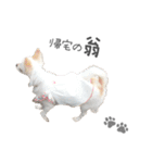 国民の愛犬 おもち（個別スタンプ：25）
