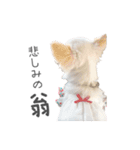 国民の愛犬 おもち（個別スタンプ：26）