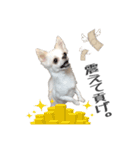 国民の愛犬 おもち（個別スタンプ：28）