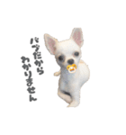 国民の愛犬 おもち（個別スタンプ：31）