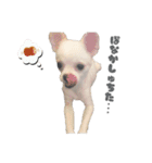 国民の愛犬 おもち（個別スタンプ：32）