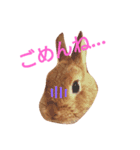ポム/pomu①（個別スタンプ：1）