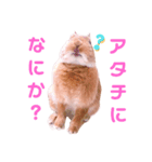 ポム/pomu①（個別スタンプ：2）