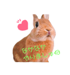 ポム/pomu①（個別スタンプ：3）