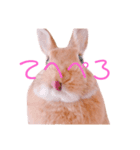 ポム/pomu①（個別スタンプ：6）