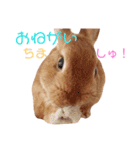 ポム/pomu①（個別スタンプ：8）