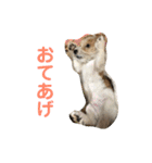 ジャックラッセルテリアのポキ76スタンプ4（個別スタンプ：1）