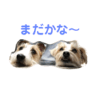 ジャックラッセルテリアのポキ76スタンプ4（個別スタンプ：2）