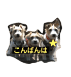 ジャックラッセルテリアのポキ76スタンプ4（個別スタンプ：8）