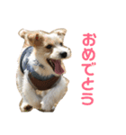 ジャックラッセルテリアのポキ76スタンプ4（個別スタンプ：13）