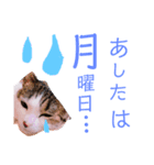 いくらのスタンプ（個別スタンプ：1）