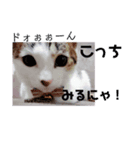 いくらのスタンプ（個別スタンプ：6）