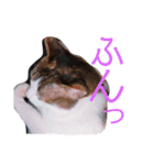 いくらのスタンプ（個別スタンプ：7）