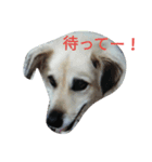 おしゃべり犬ピーコちゃん（個別スタンプ：1）