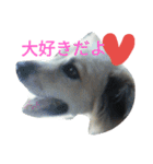 おしゃべり犬ピーコちゃん（個別スタンプ：2）