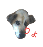 おしゃべり犬ピーコちゃん（個別スタンプ：3）