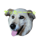 おしゃべり犬ピーコちゃん（個別スタンプ：5）