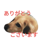 おしゃべり犬ピーコちゃん（個別スタンプ：6）