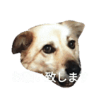 おしゃべり犬ピーコちゃん（個別スタンプ：7）