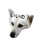 おしゃべり犬ピーコちゃん（個別スタンプ：8）